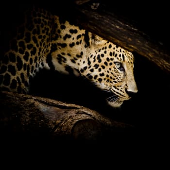 Leopard portrait