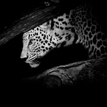Leopard portrait