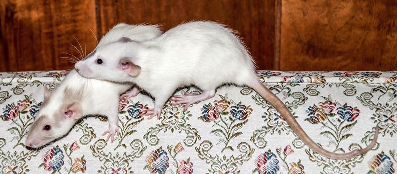 Two white female dumbo rat sisters sitting together on the back of a couch