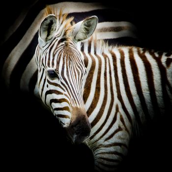 Close-up portrait of a baby Zebra