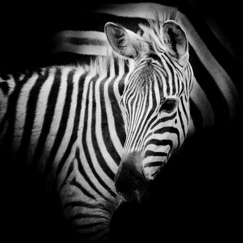 Close-up portrait of a baby Zebra