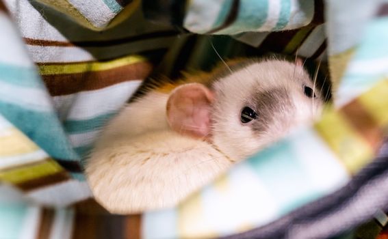 White dumbo rat inside cage hammock looking at the camera