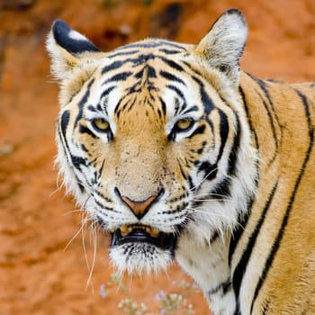 Tiger, portrait of a bengal tiger.