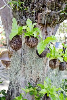 Planting sprout in coconut rind