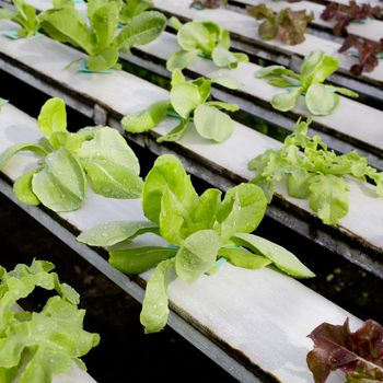 Organic hydroponic vegetable cultivation farm - close up.