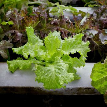 Organic hydroponic vegetable cultivation farm - close up.