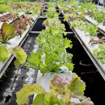 Organic hydroponic vegetable cultivation farm - close up.