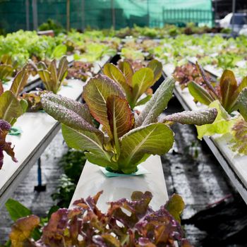 Organic hydroponic vegetable cultivation farm - close up.