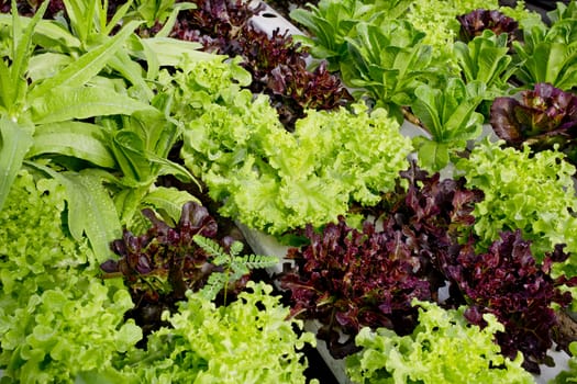 salad cultivation