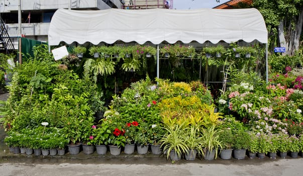 The shop of plant and trees for gardening