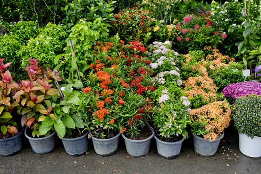 The shop of plant and trees for gardening