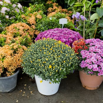 The shop of plant and trees for gardening