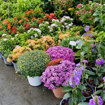 The shop of plant and trees for gardening