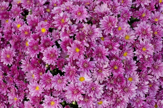 blooming beautiful pink flower