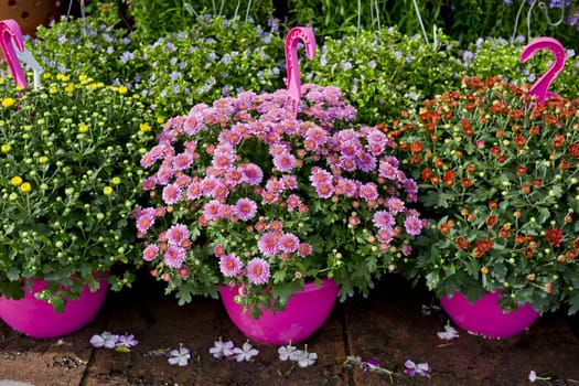 The shop of plant and trees for gardening