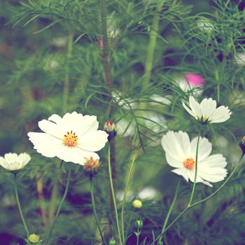 white cosmos flowers in vintage retro tone