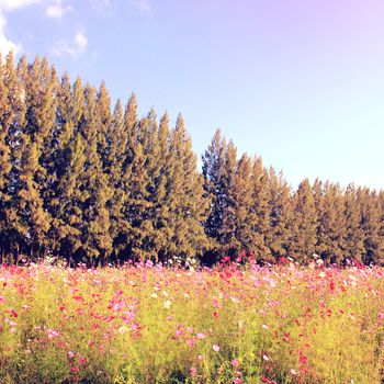Beautiful trees in flowered field with retro filter effect