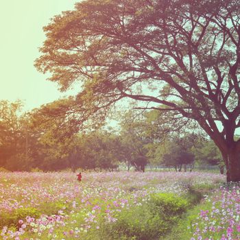 A woman walking in the flowered field with retro filter effect