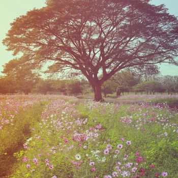 Beautiful tree in flowered field with retro filter effect