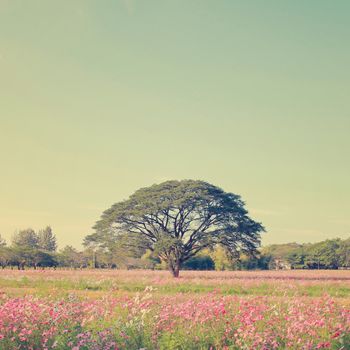 Beautiful tree in colorful field with retro filter effect