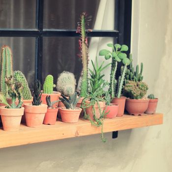 Various of cactus for decorated with retro instagram filter effect 