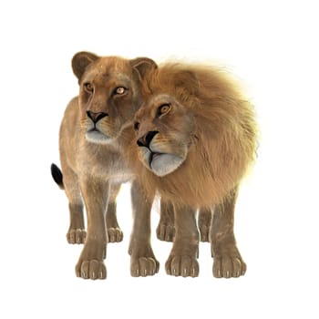 3D digital render of a couple of lions isolated on white background