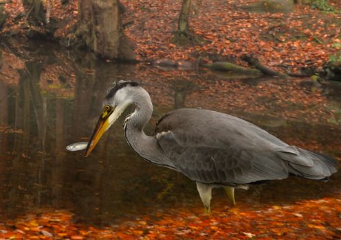 A young Grey Heron has success with its fishing at a pool in Staffordshire England.