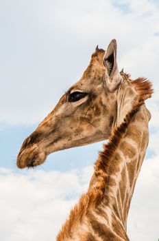 Close up photo of the neck and face of a giraffe.