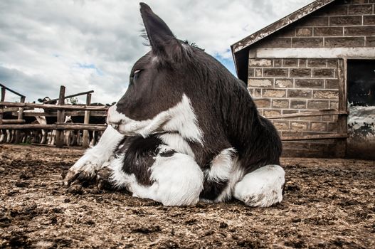 Jersey calf lying down infront of stables.