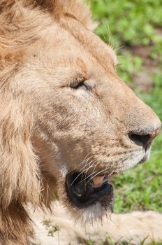 Lion lying down in grassland.