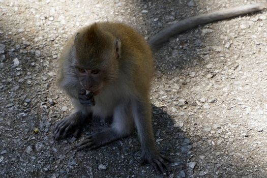 Macaque monkey also known as Rhesus Monkey.