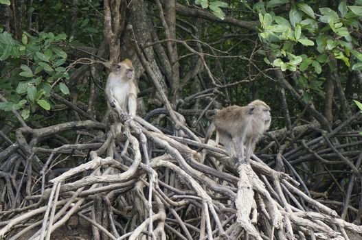 Macaque monkey also known as Rhesus Monkey.