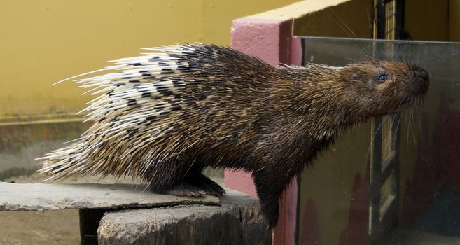 Nocturnal animals Malayan porcupine Hystrix brachyura front view.