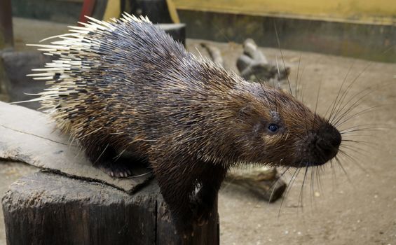 Nocturnal animals Malayan porcupine Hystrix brachyura front view.