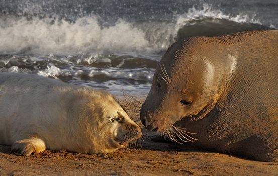 A female Atlantic grey Seal with her pup on the sands at Donna Nook in Lincolnshire, England, where many seals are born each winter.