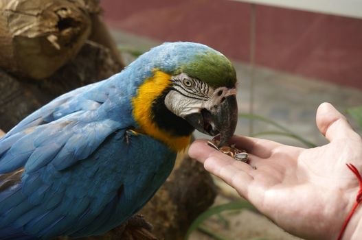 Beautiful parrot is eating food with hands.
