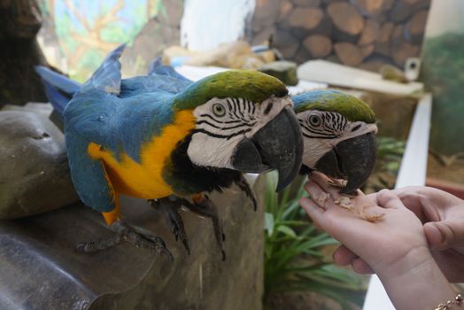 Beautiful parrots is eating food with hands.