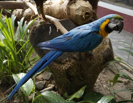 Beautiful parrot sitting on a branch.