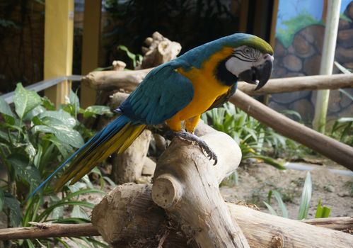 Beautiful parrot sitting on a branch.