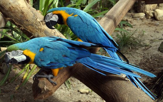 Beautiful parrots sitting on a branch.