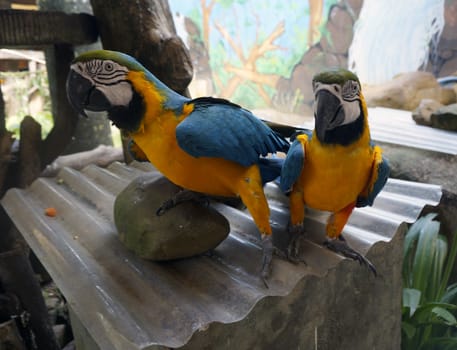 Beautiful parrots sitting on a branch.