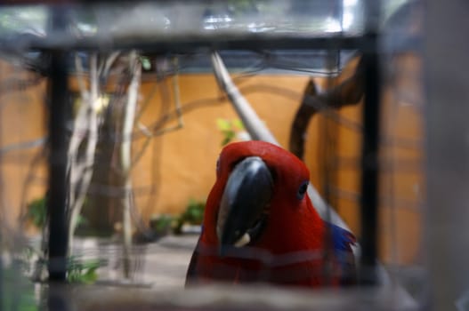 Beautiful parrot sits in a cage and sadly looks at will.