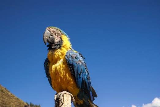 Beautiful Ara parrot with colorful blue and yellow feathers