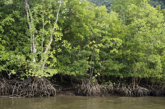 Mangrove Forests  in  Langkawi Malaysia