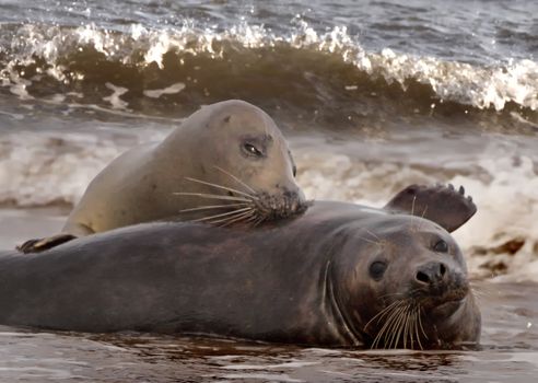 A male and a female Atlantic Grey Seal get together during the mating season at Donna Nook in Lincolnshire, England.