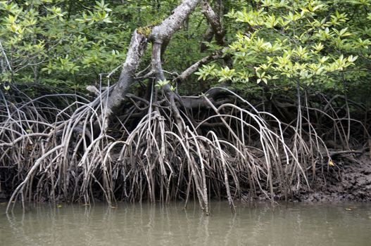 Mangrove Forests  in  Langkawi Malaysia