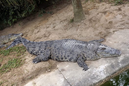 The enormous crocodile is sleeping near the water.
