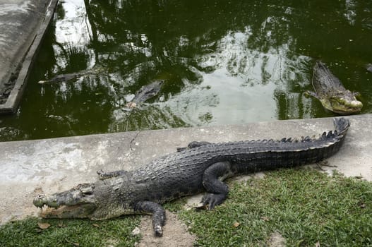 The enormous crocodile is sleeping near the water.