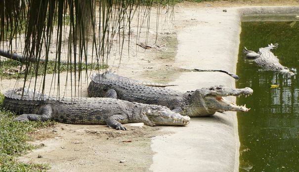 Two crocodile, a married couple on vacation.