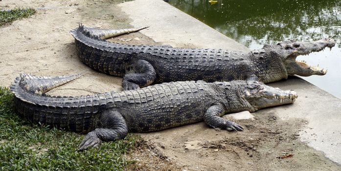 Two crocodile, a married couple on vacation.